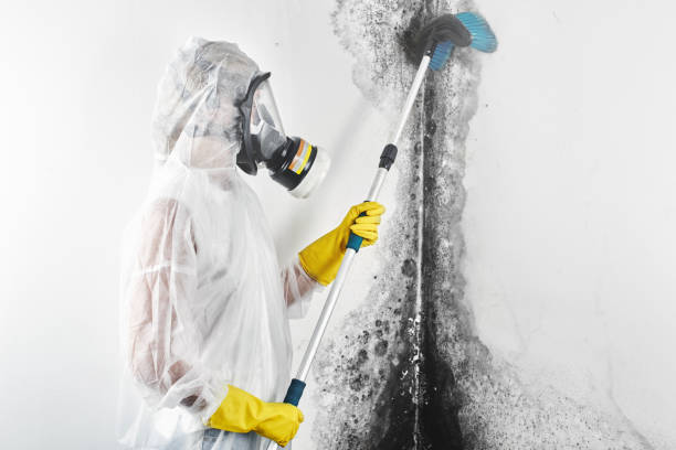 Best Mold Damage Restoration  in Anderson Creek, NC
