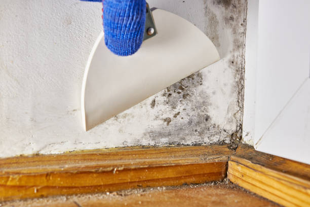 Best Crawl Space Mold Remediation  in Anderson Creek, NC