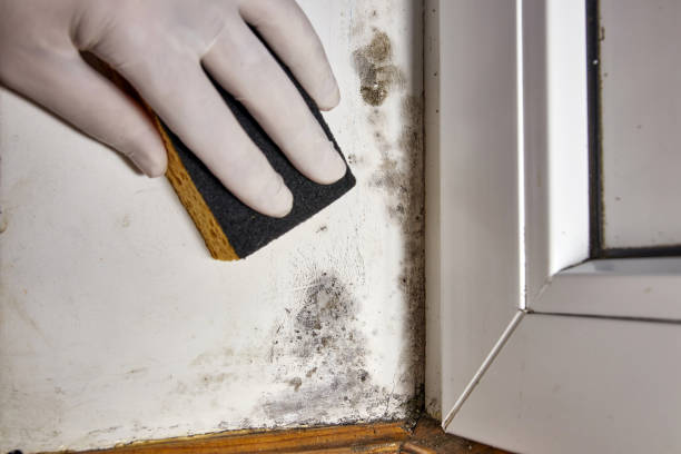 Best Mold Remediation for Healthcare Facilities  in Anderson Creek, NC